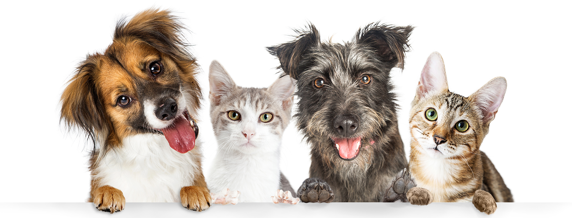 Animal Clinic in Williamson, NY Williamson Animal Hospital